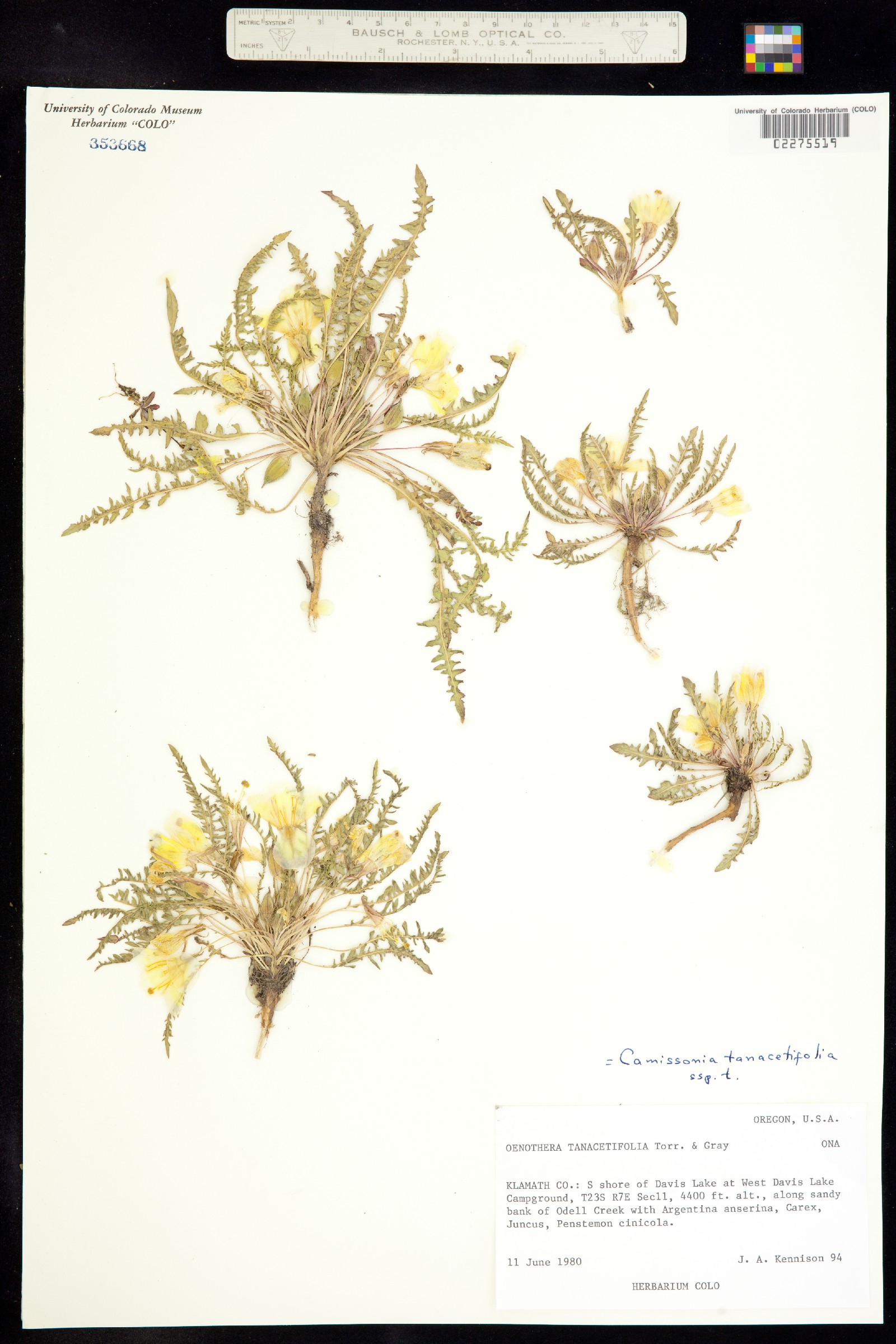 Taraxia tanacetifolia image