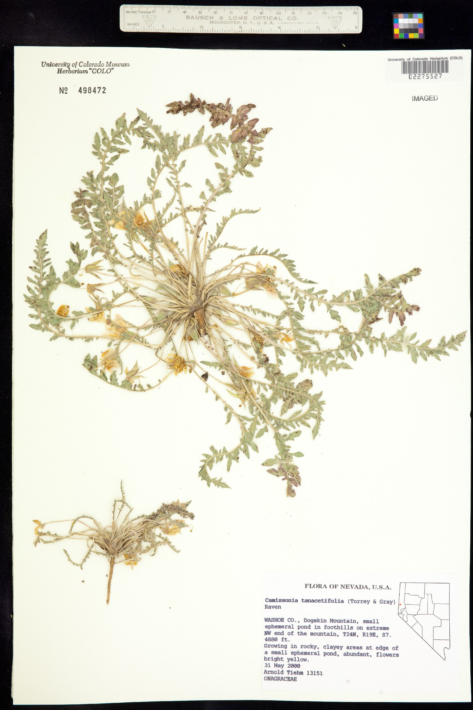 Taraxia tanacetifolia image