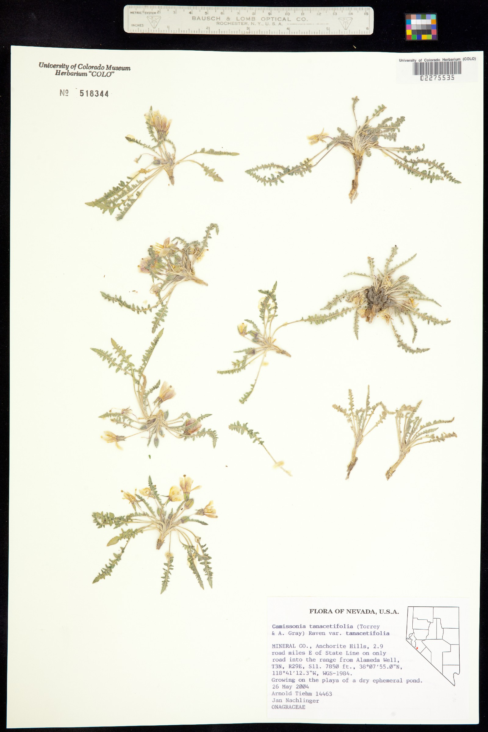 Taraxia tanacetifolia image