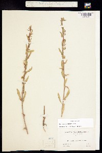 Image of Camissonia robusta