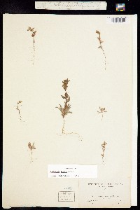Camissonia lewisii image