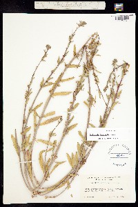 Image of Camissonia intermedia