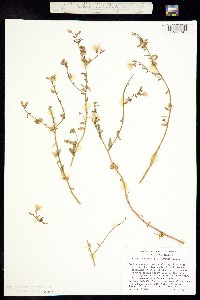 Image of Camissonia crassifolia