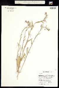 Image of Camissonia atwoodii