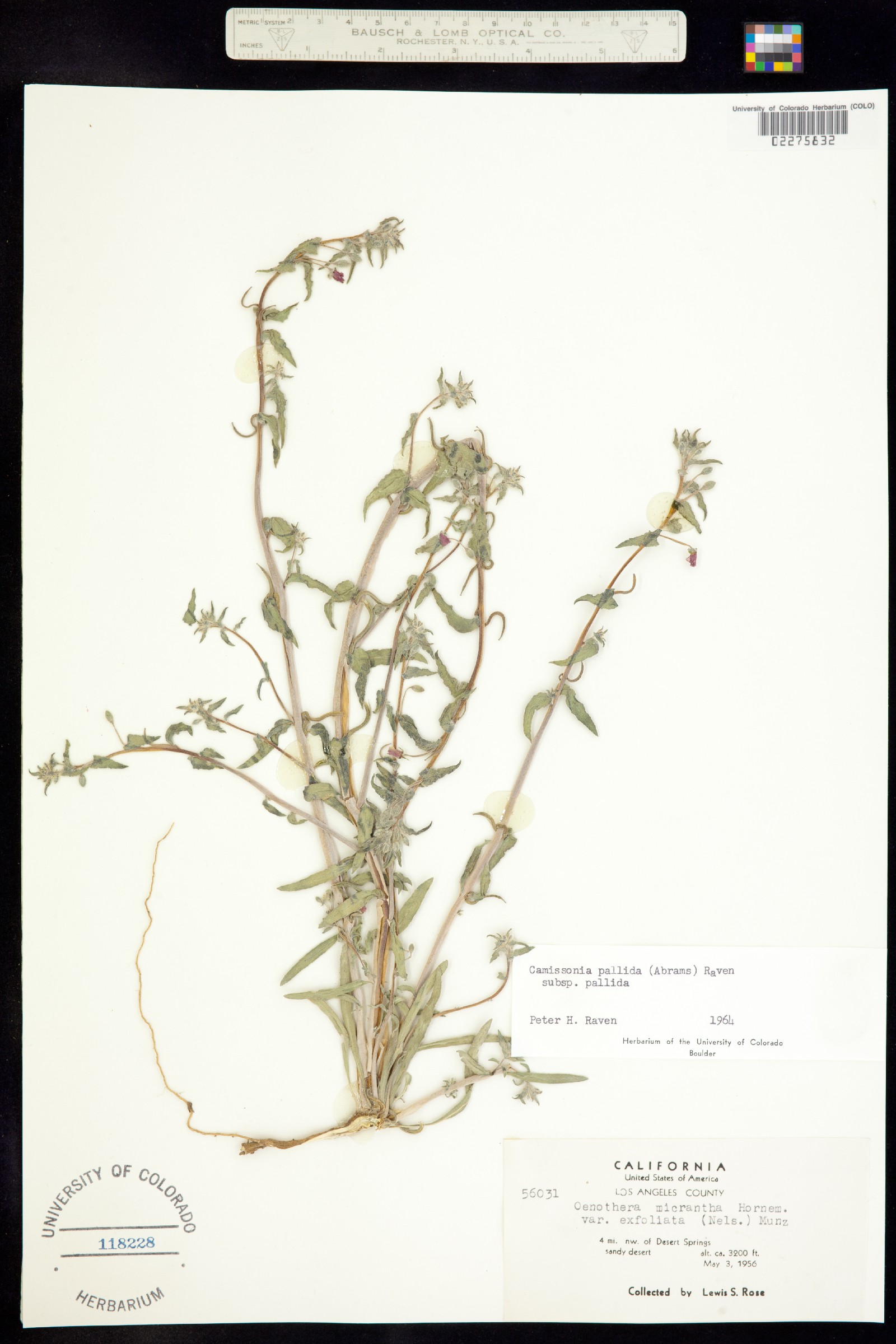 Camissoniopsis pallida ssp. pallida image