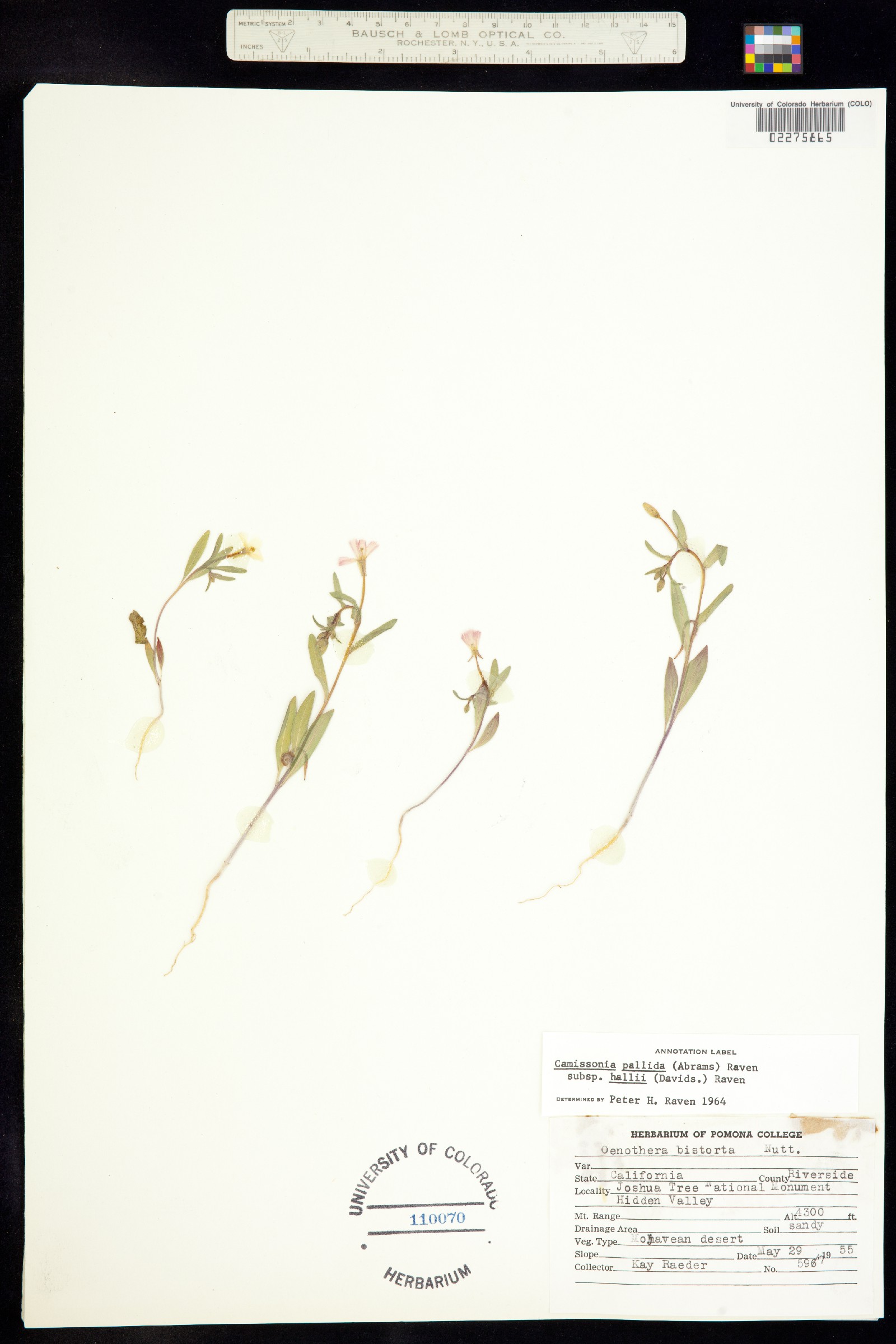 Camissoniopsis pallida image