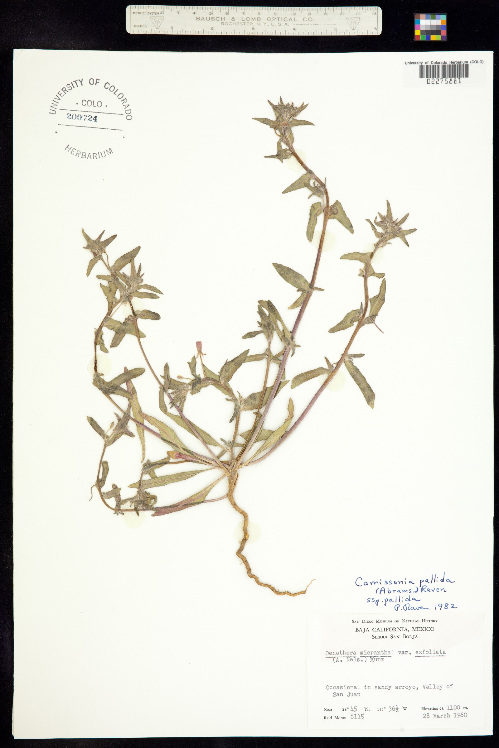 Camissoniopsis pallida ssp. pallida image