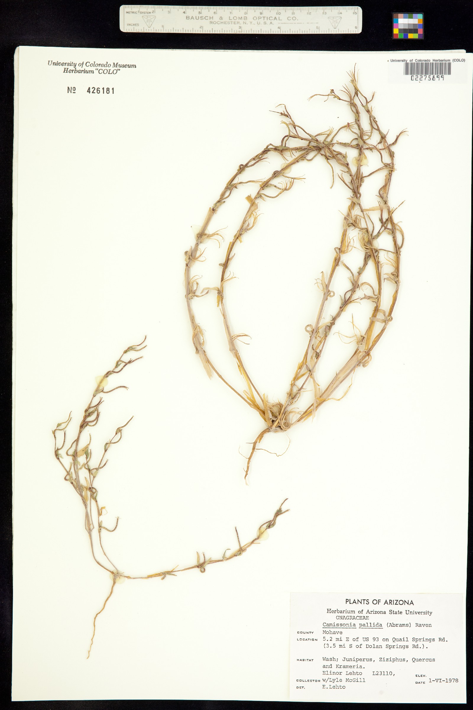 Camissoniopsis pallida ssp. pallida image