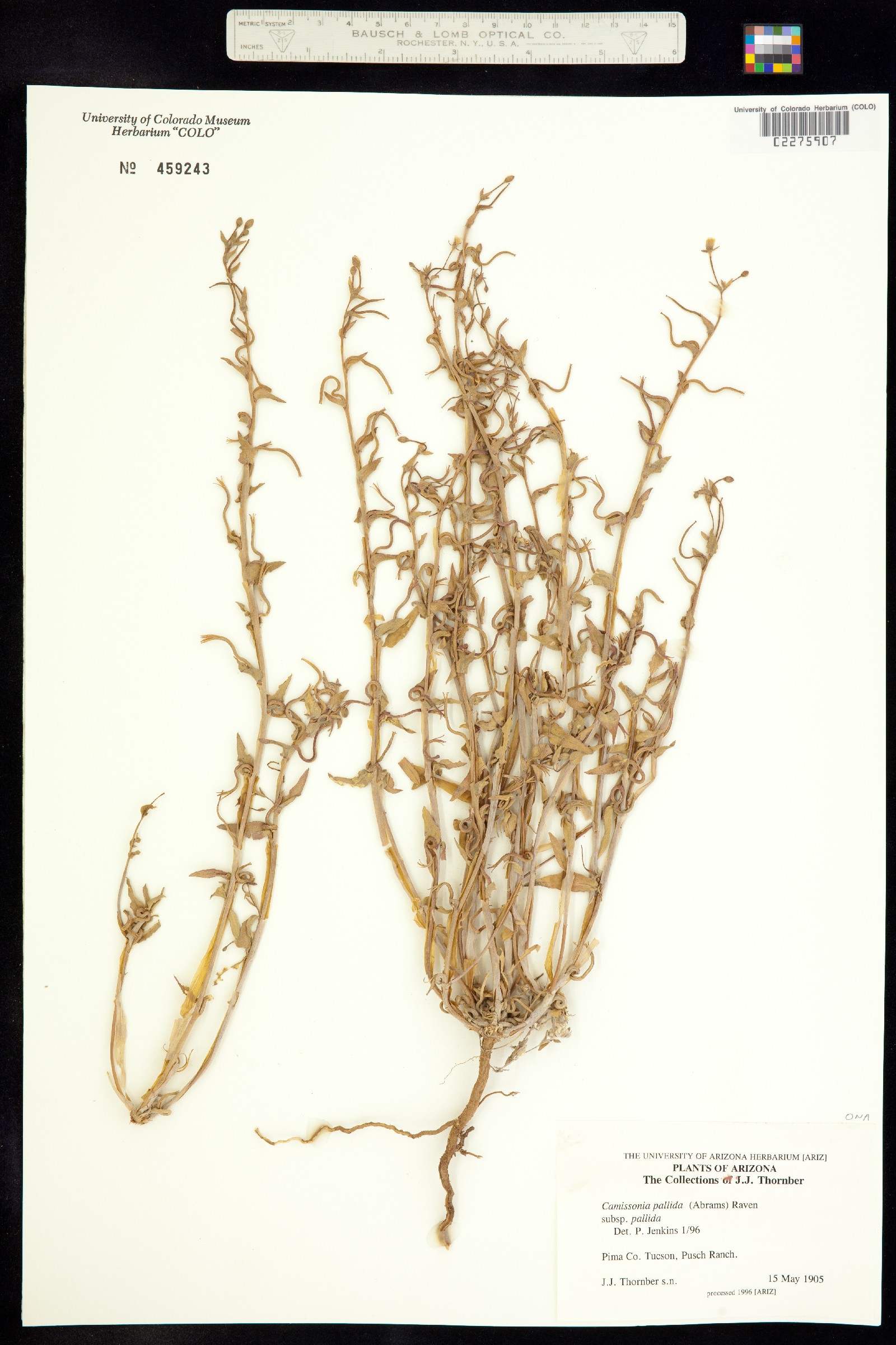Camissoniopsis pallida ssp. pallida image