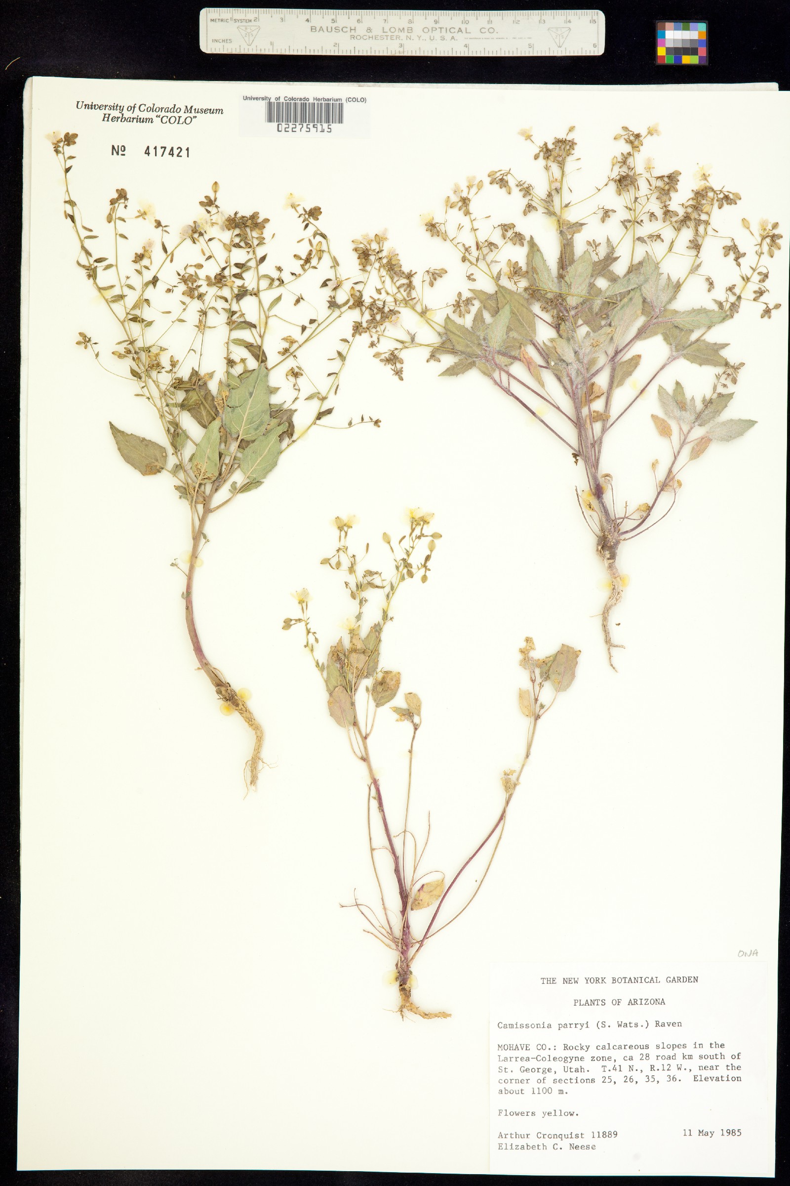 Chylismia image