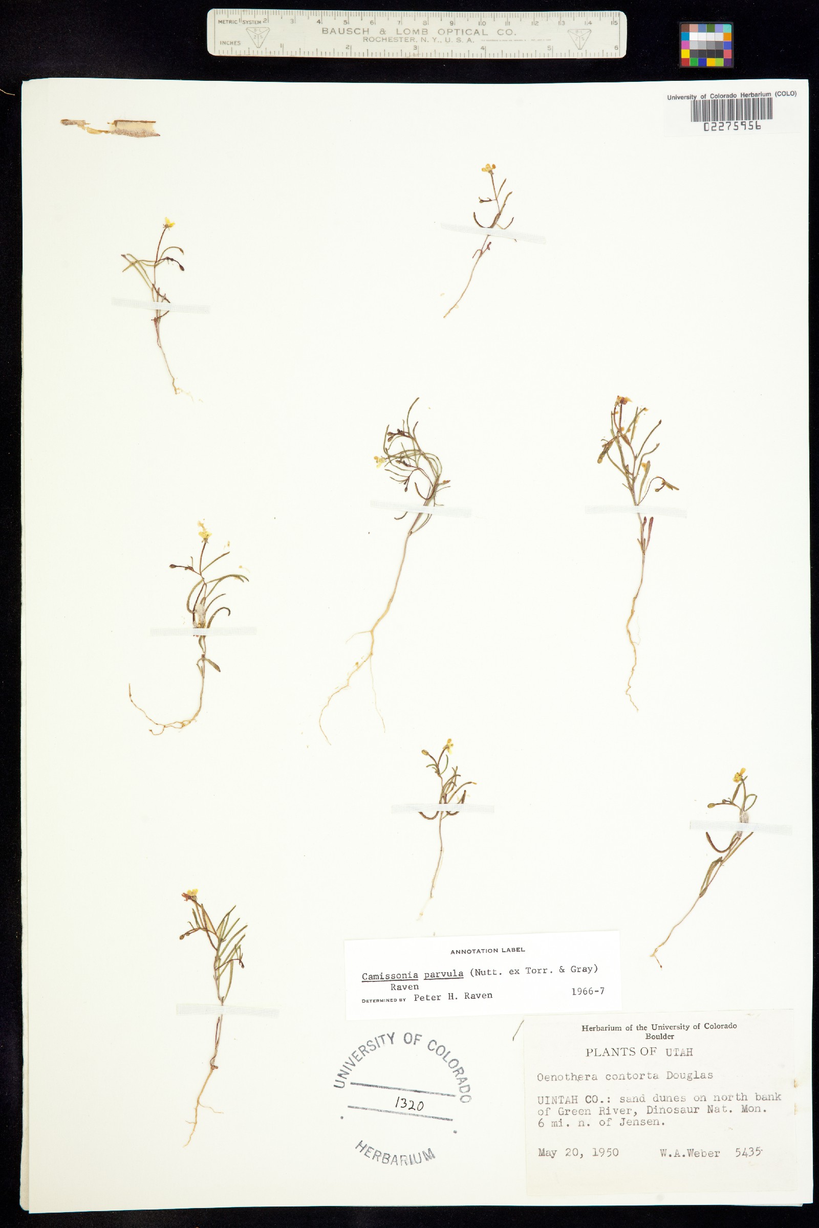 Camissonia parvula image