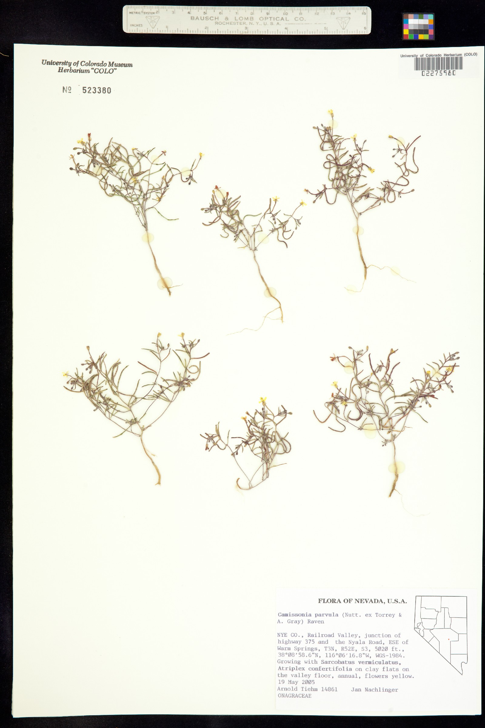 Camissonia parvula image