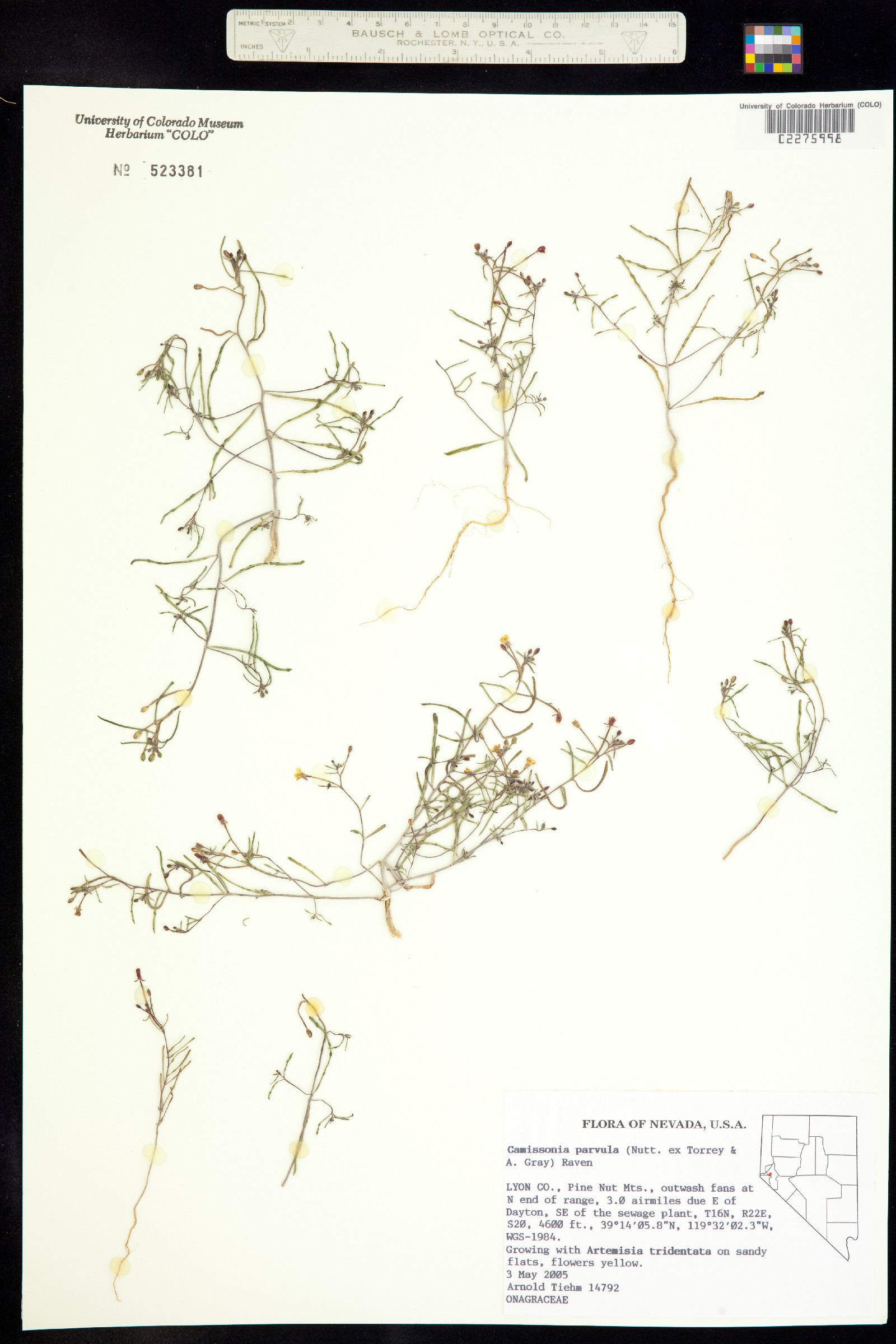 Camissonia parvula image