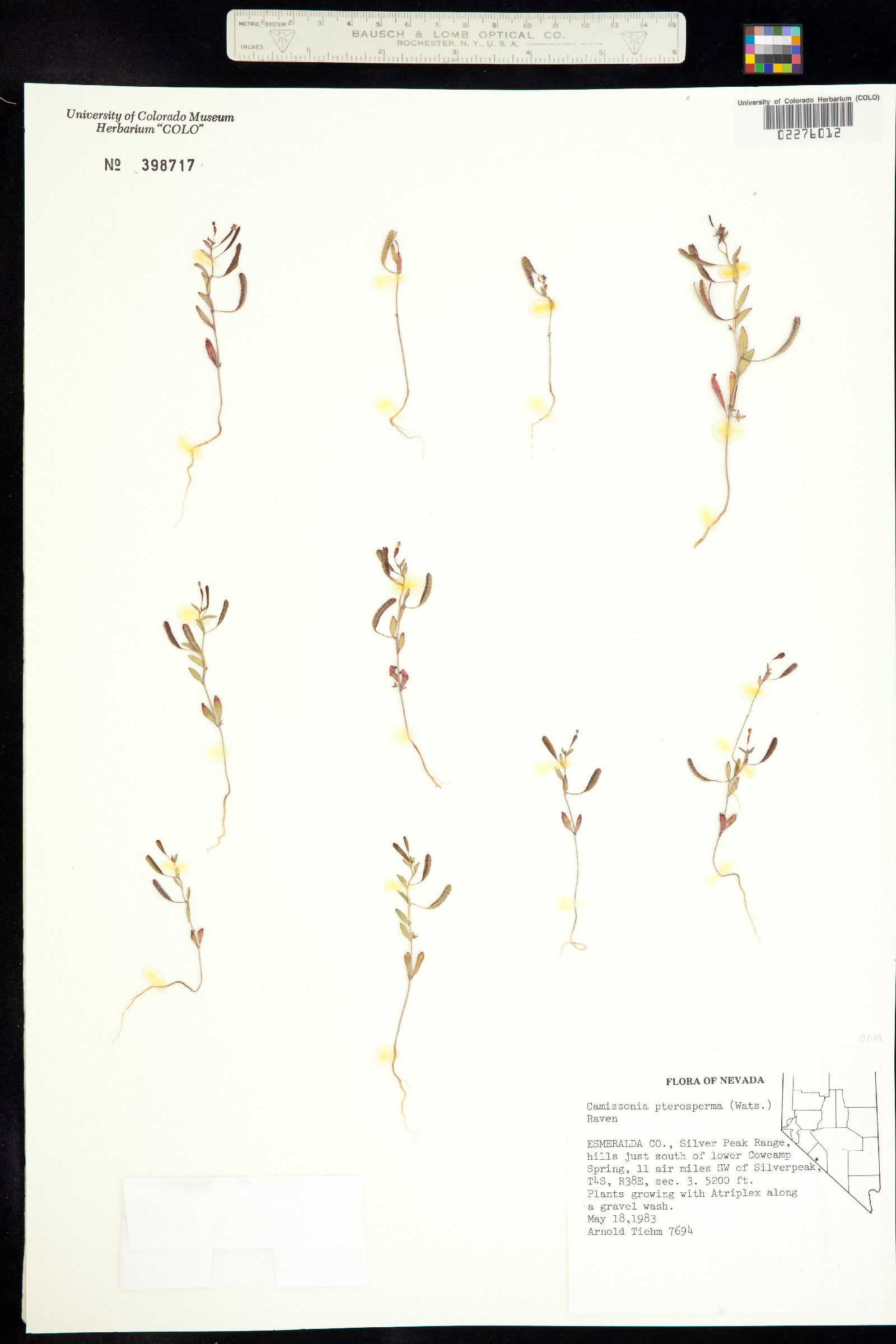 Chylismiella pterosperma image