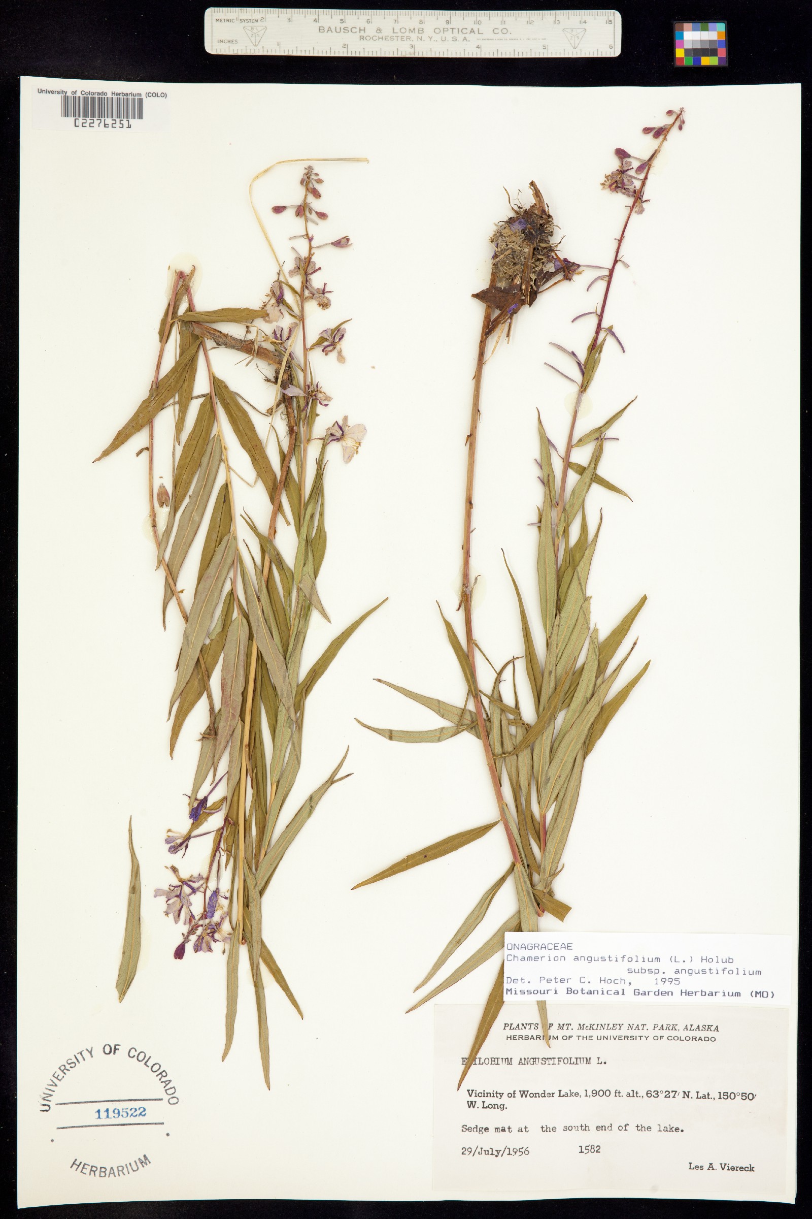 Chamerion angustifolium image