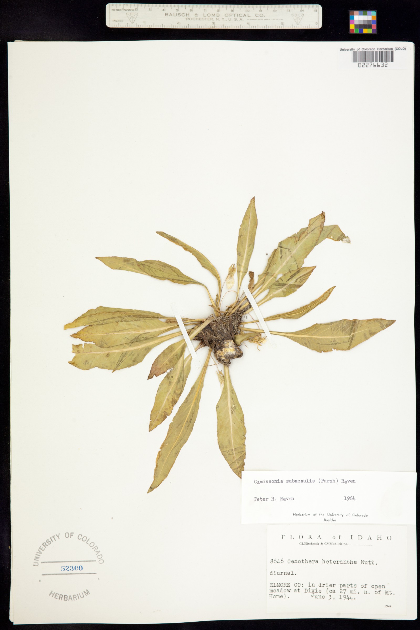 Taraxia subacaulis image