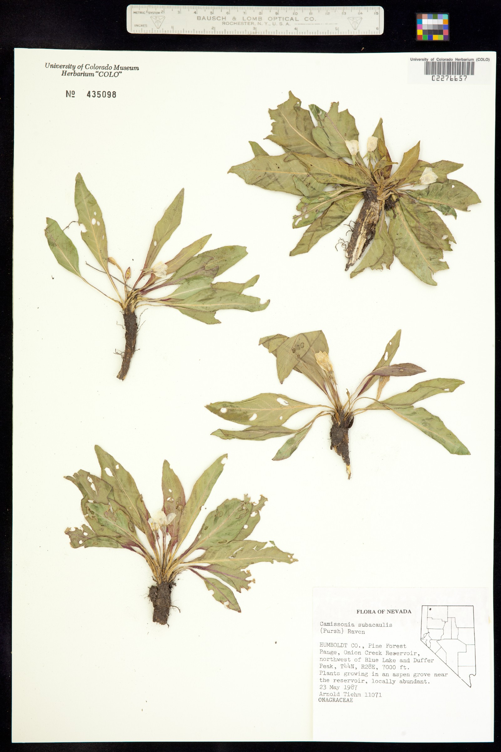 Taraxia image