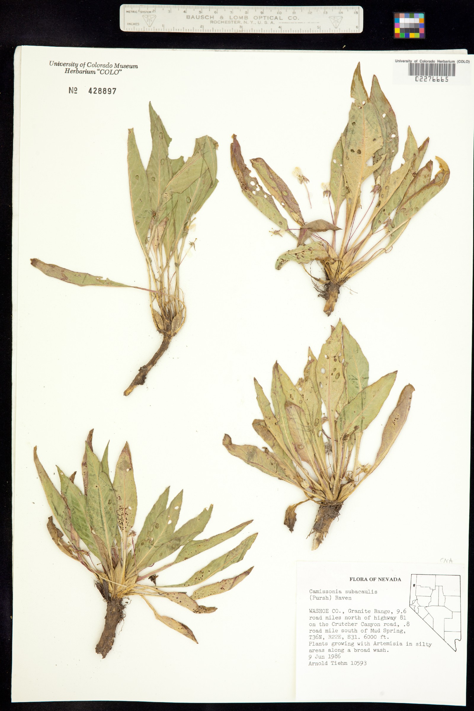Taraxia subacaulis image