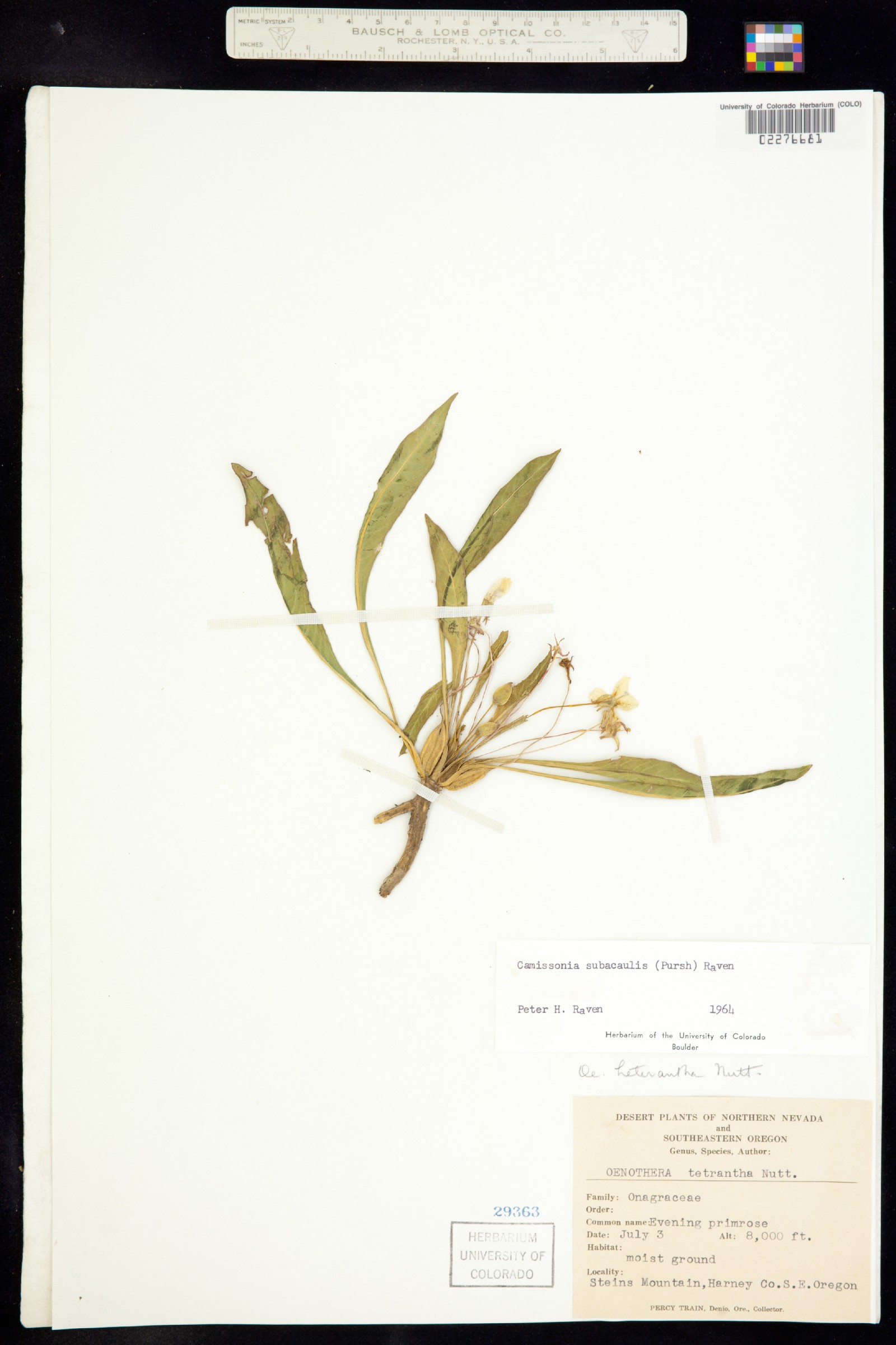 Taraxia subacaulis image