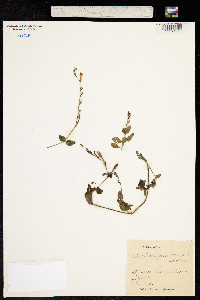 Image of Asyneuma coromandeliana