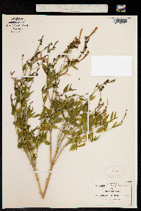 Anisacanthus quadrifidus var. wrightii image