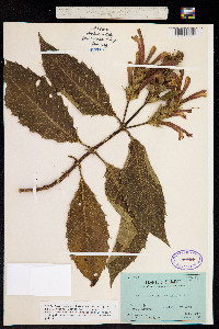 Image of Aphelandra acanthifolia