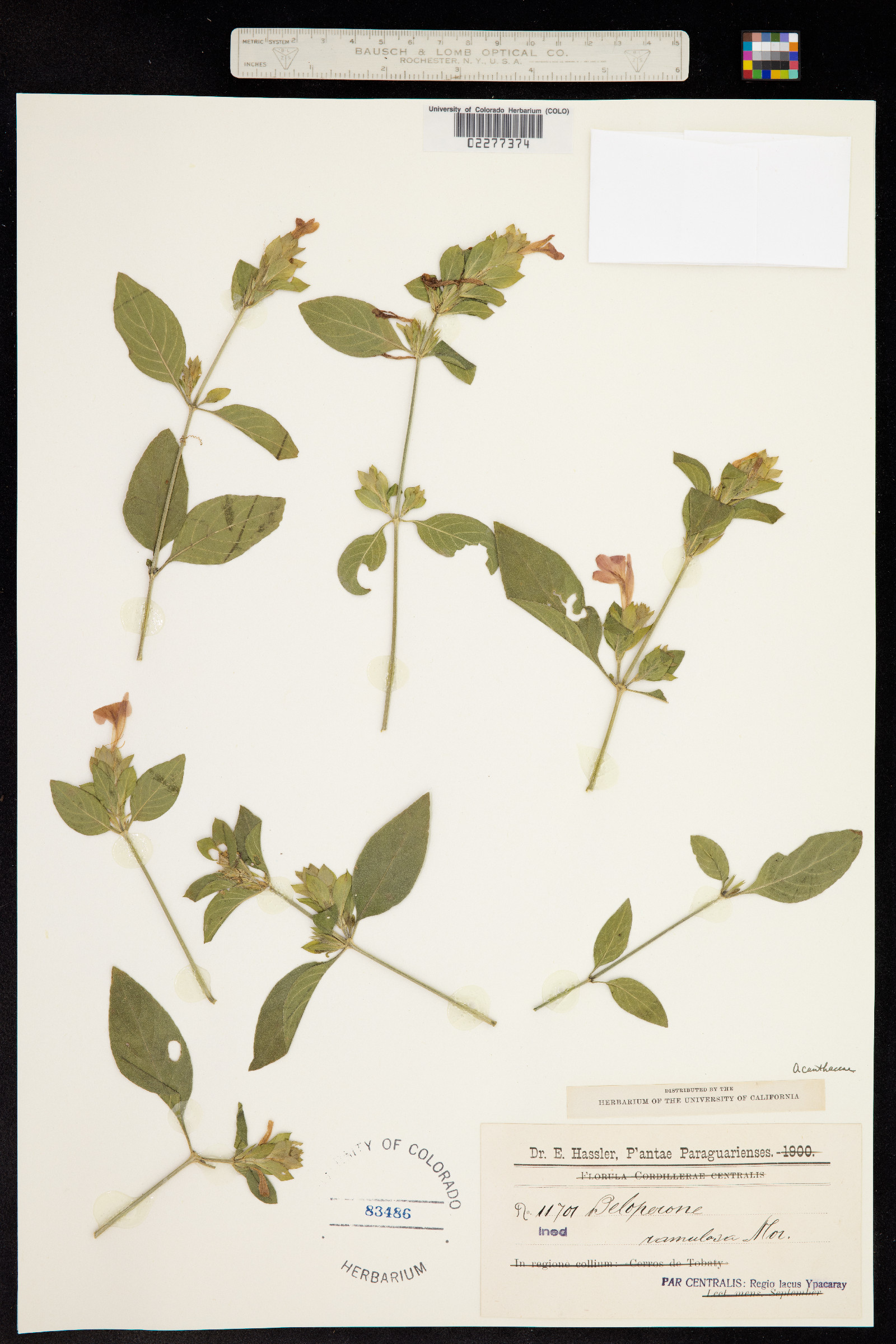 Justicia ramulosa image