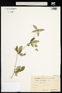 Blepharis maderaspatensis image