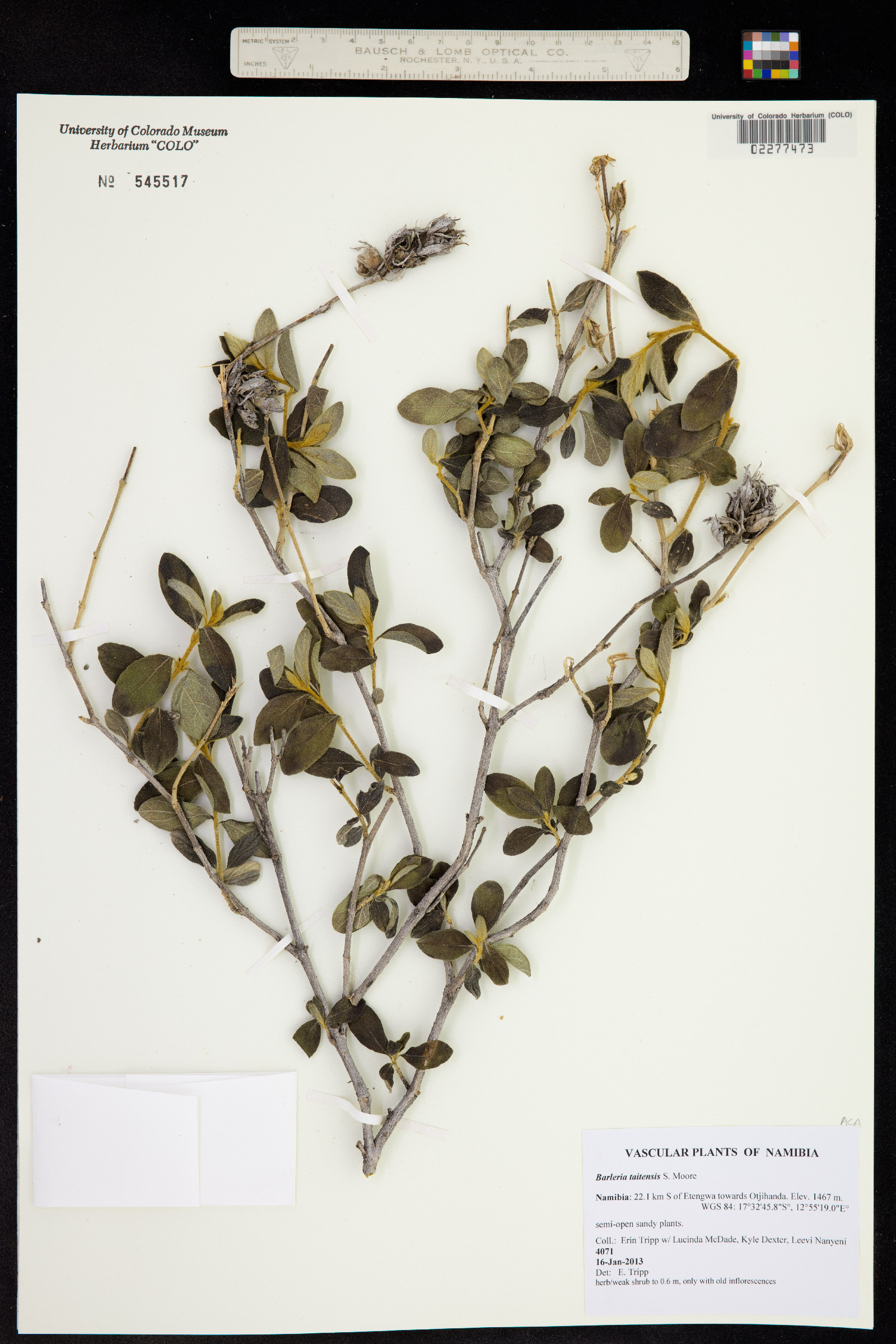 Barleria taitensis image