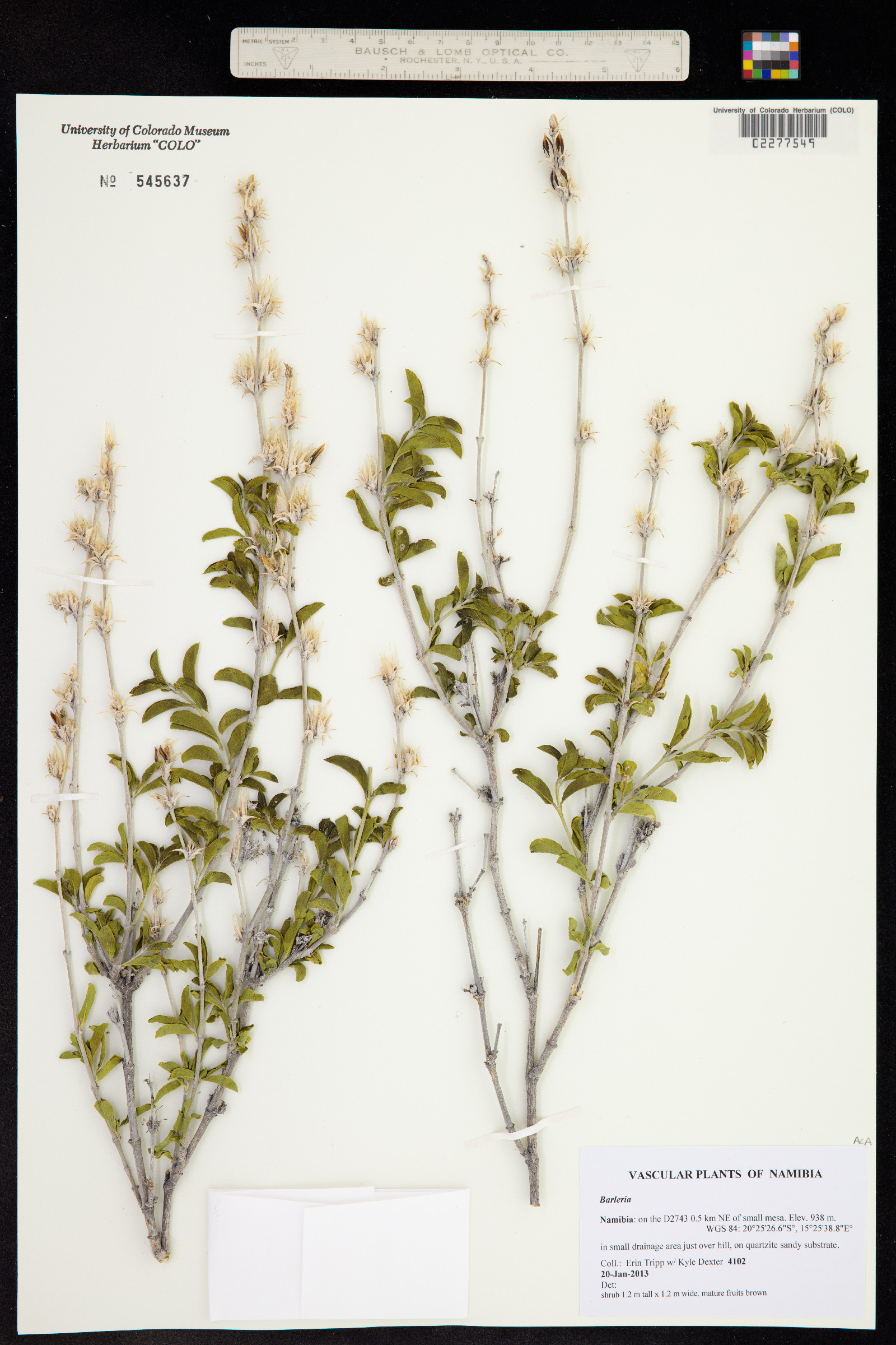Barleria image