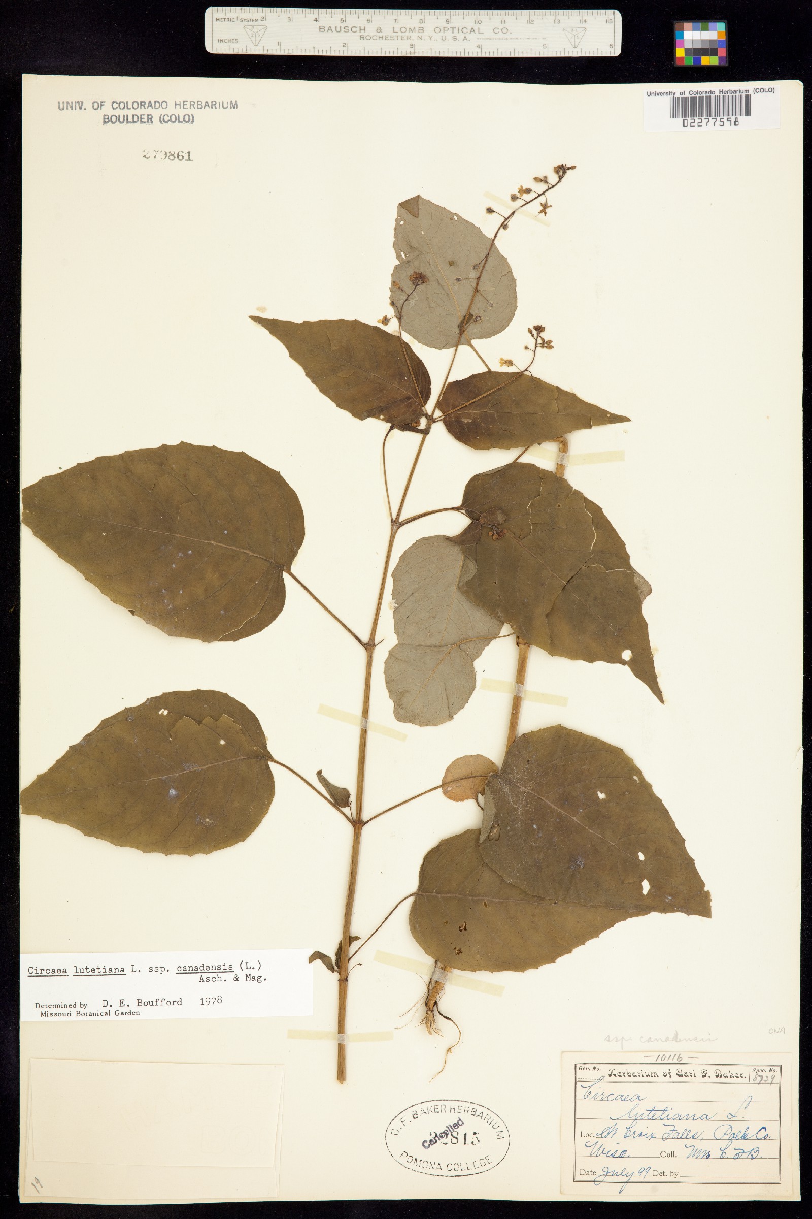 Circaea image