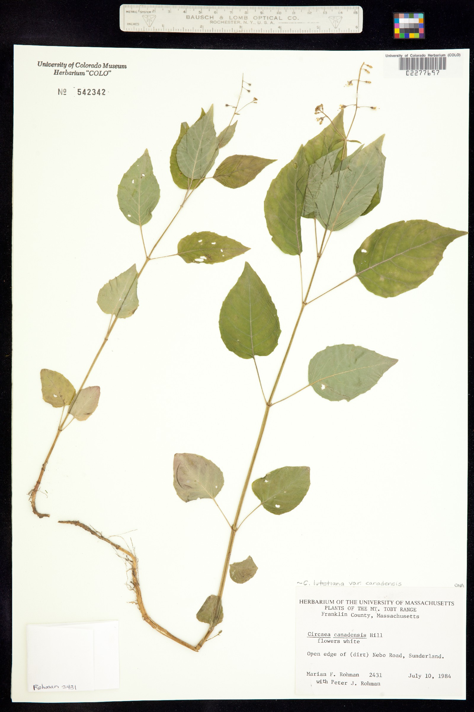 Circaea image