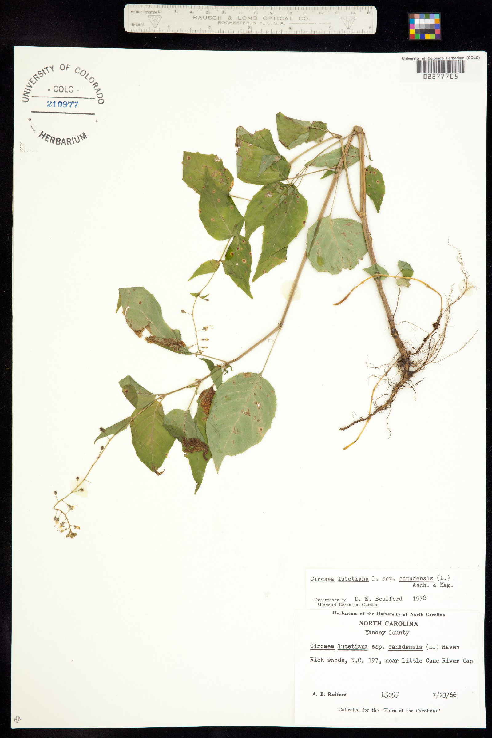 Circaea lutetiana image