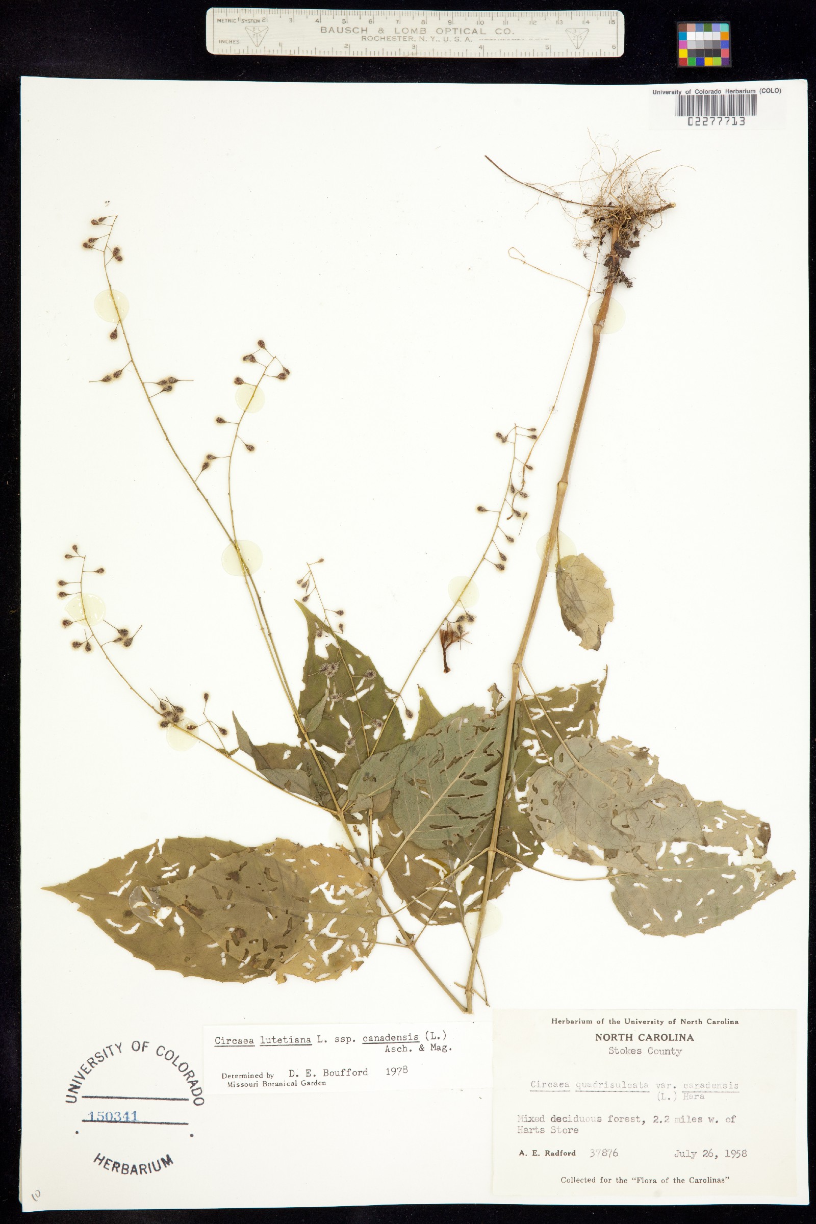 Circaea lutetiana image