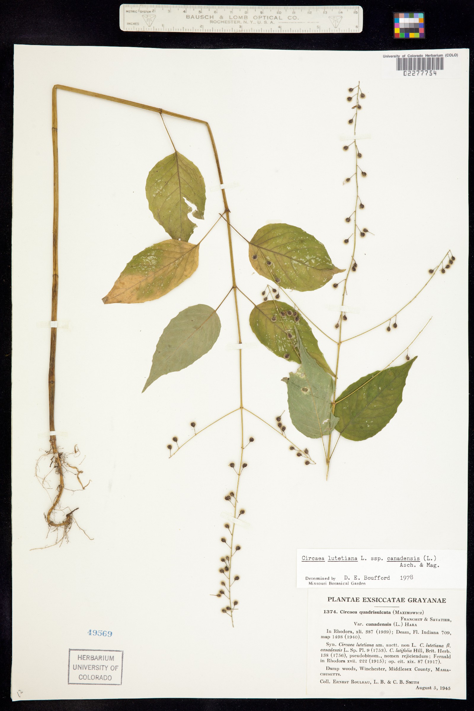 Circaea image