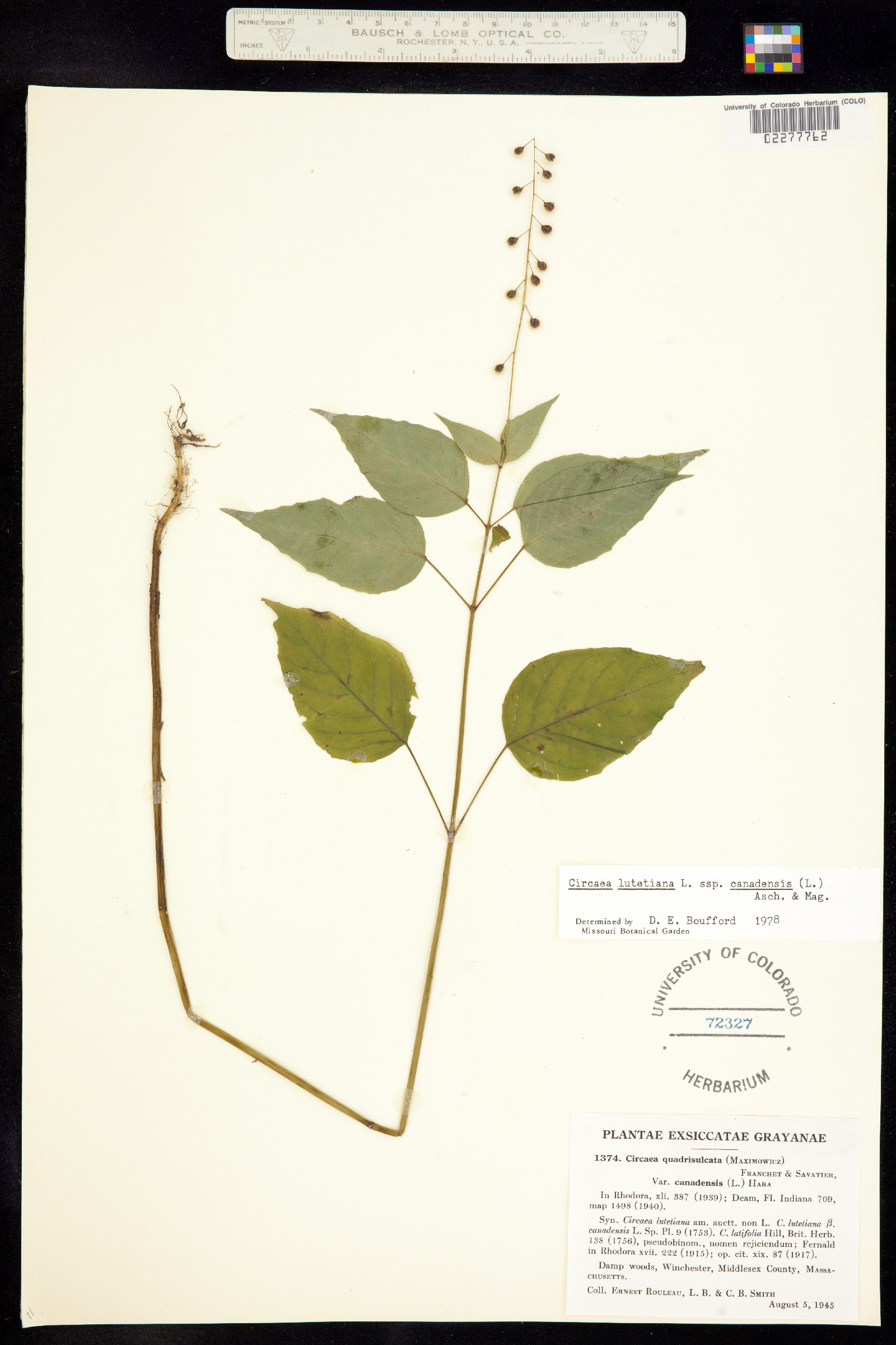 Circaea image