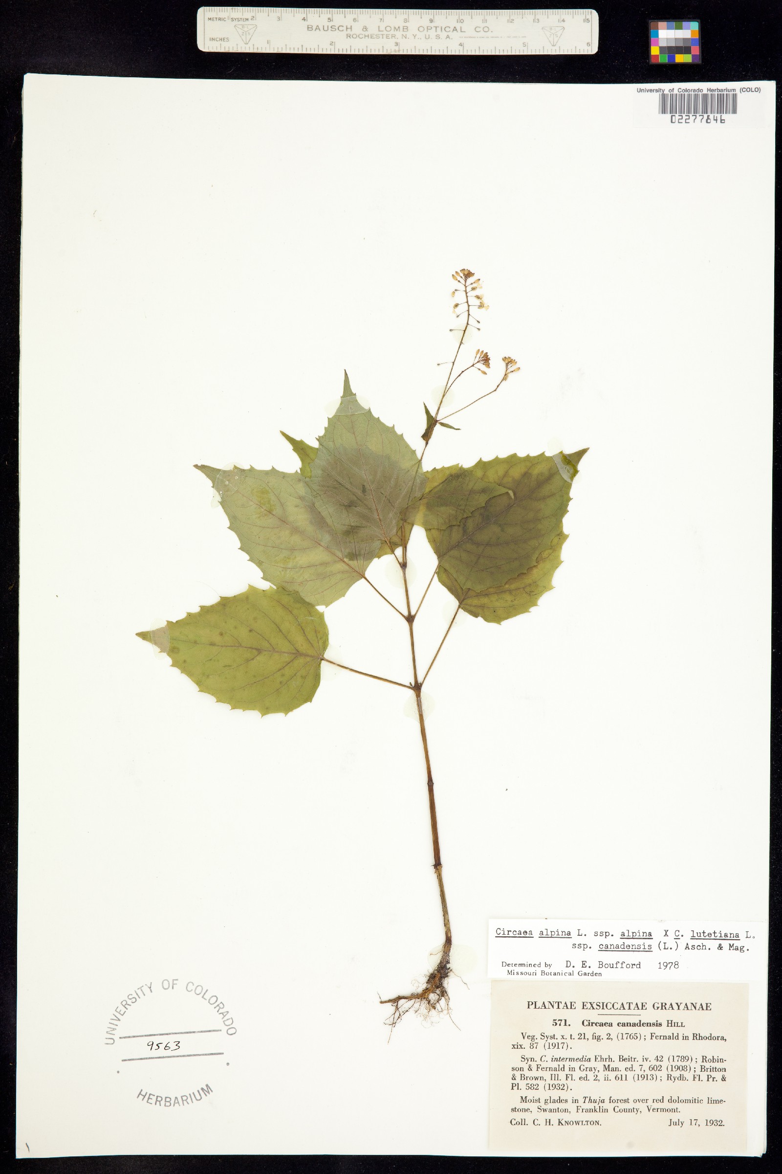 Circaea alpina image