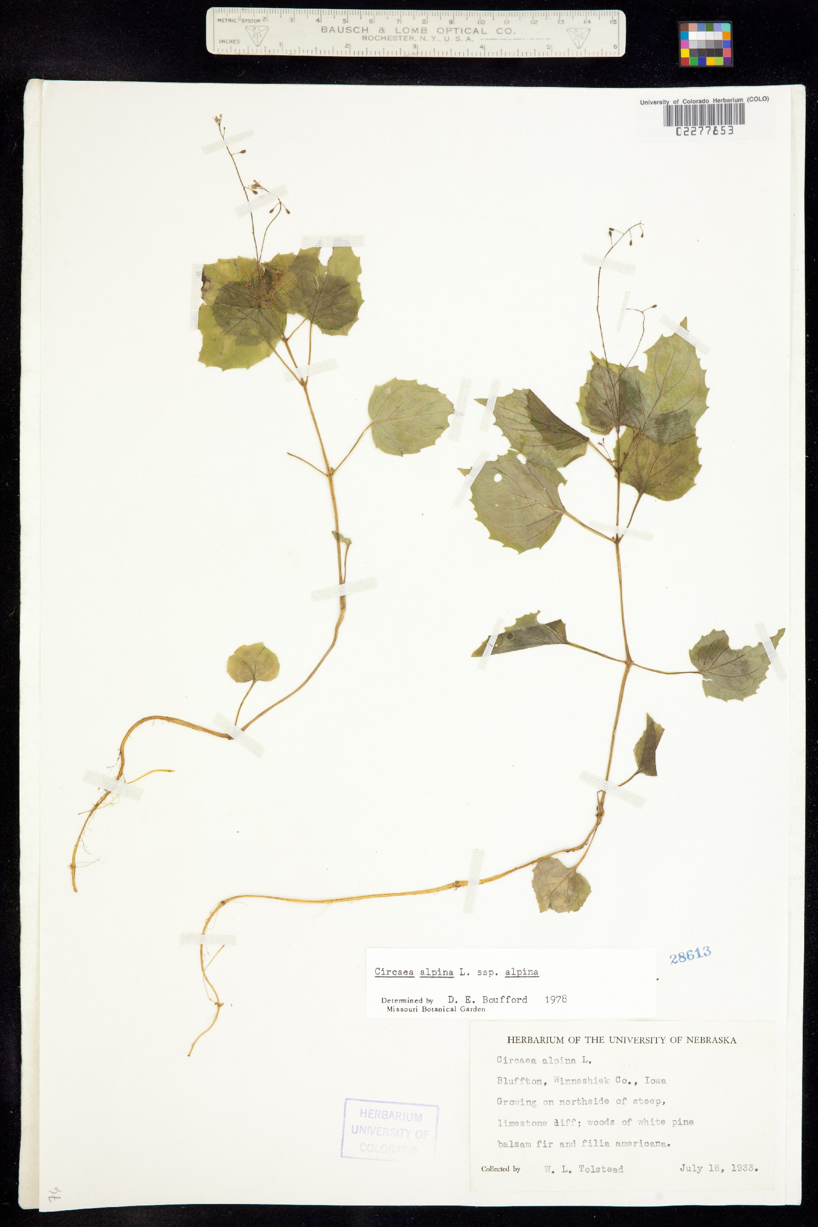 Circaea alpina image