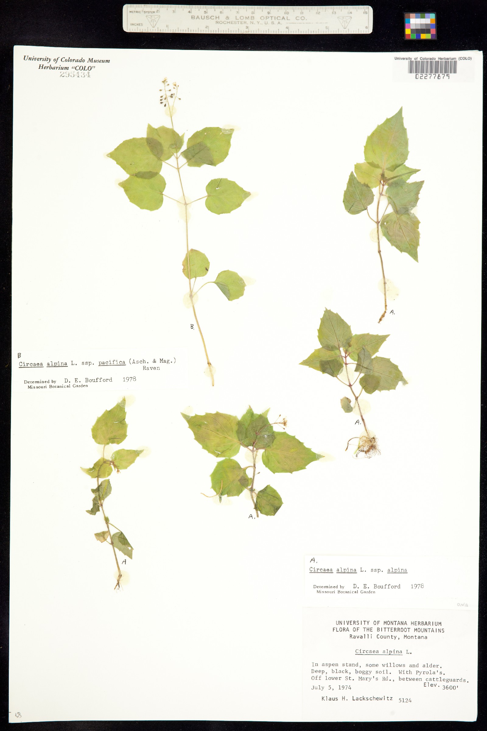 Circaea alpina image