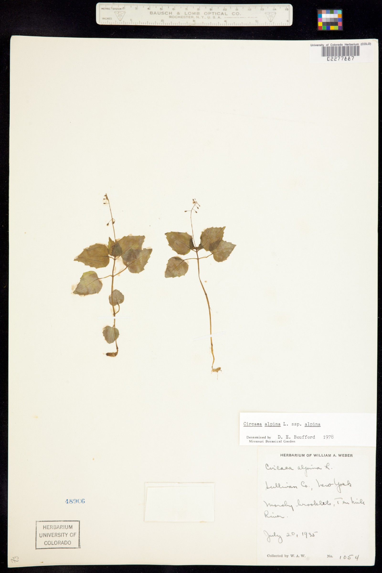 Circaea alpina image