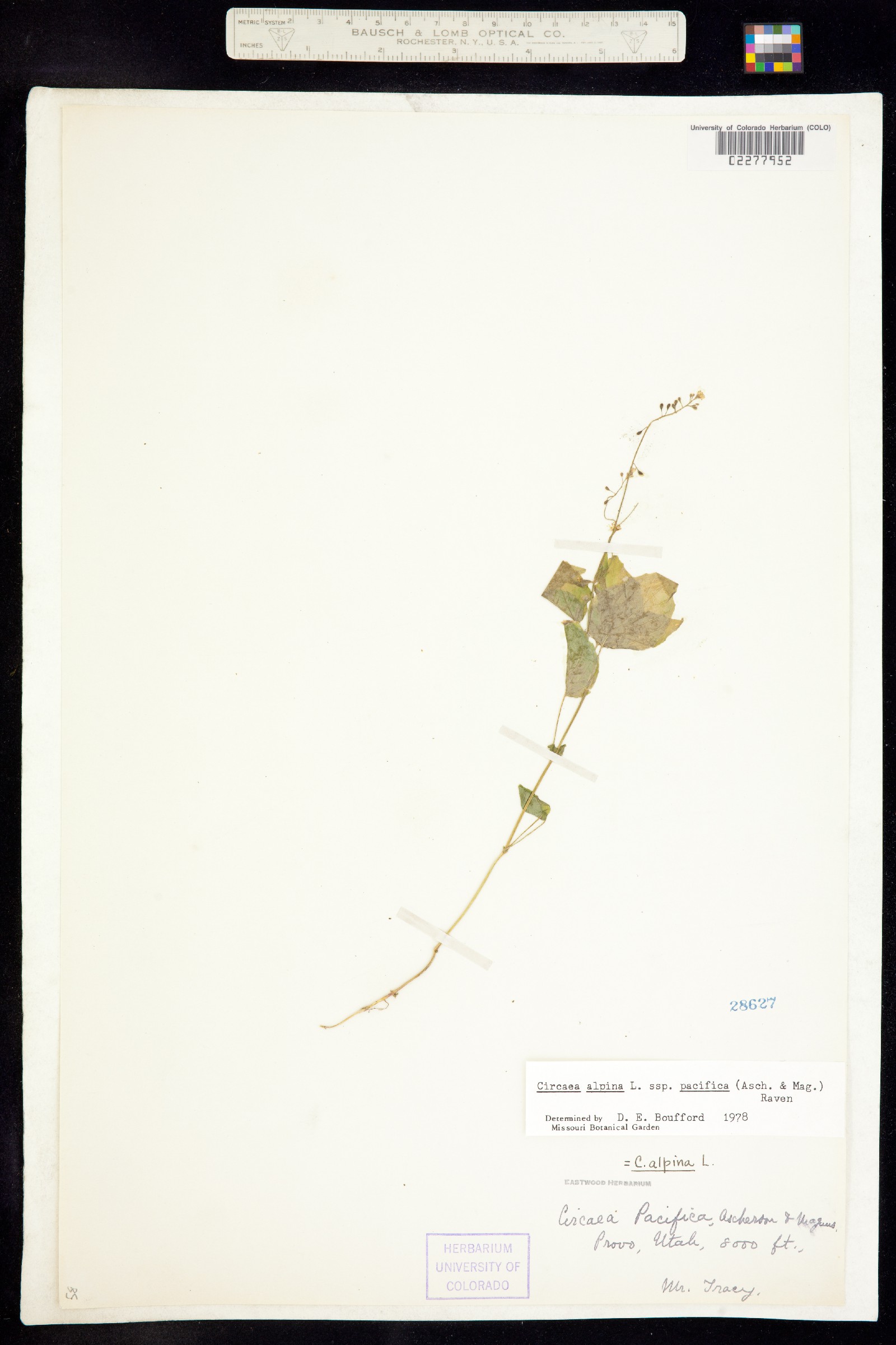 Circaea alpina image