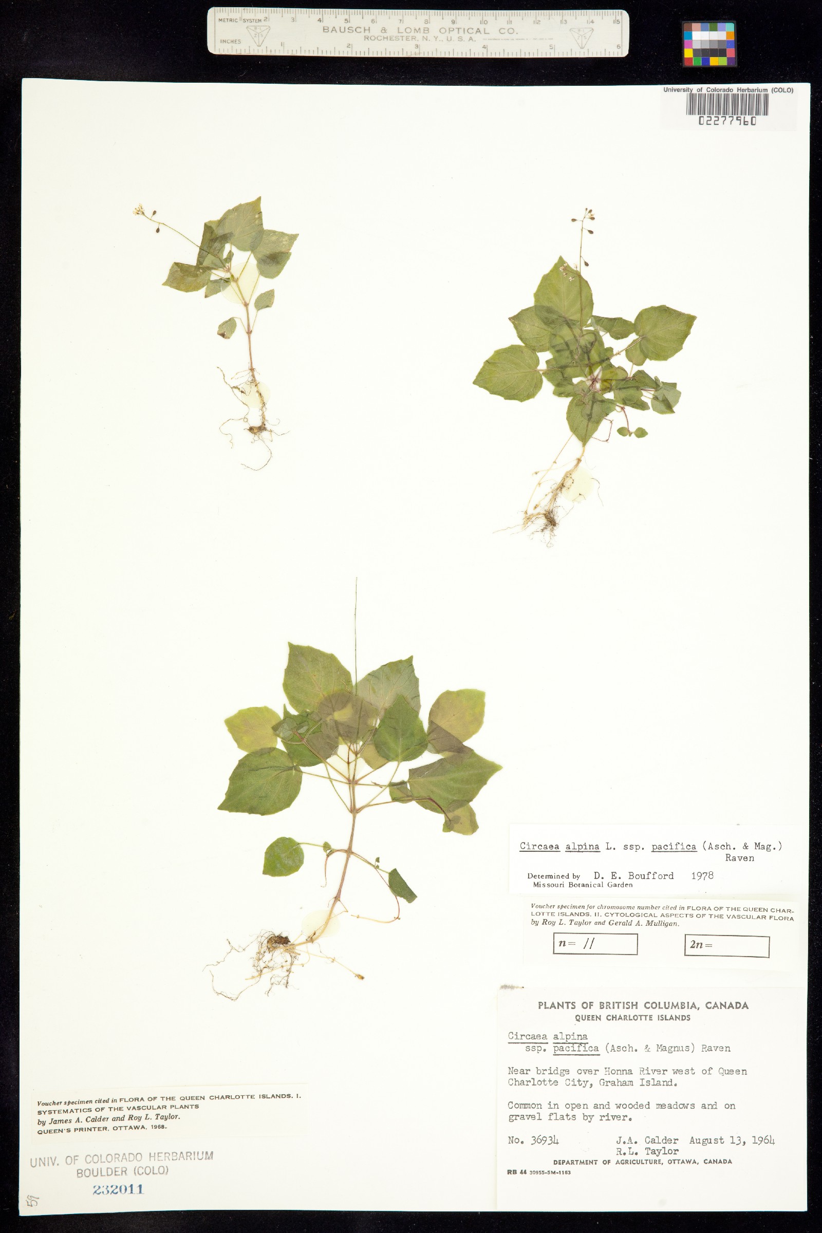 Circaea alpina image