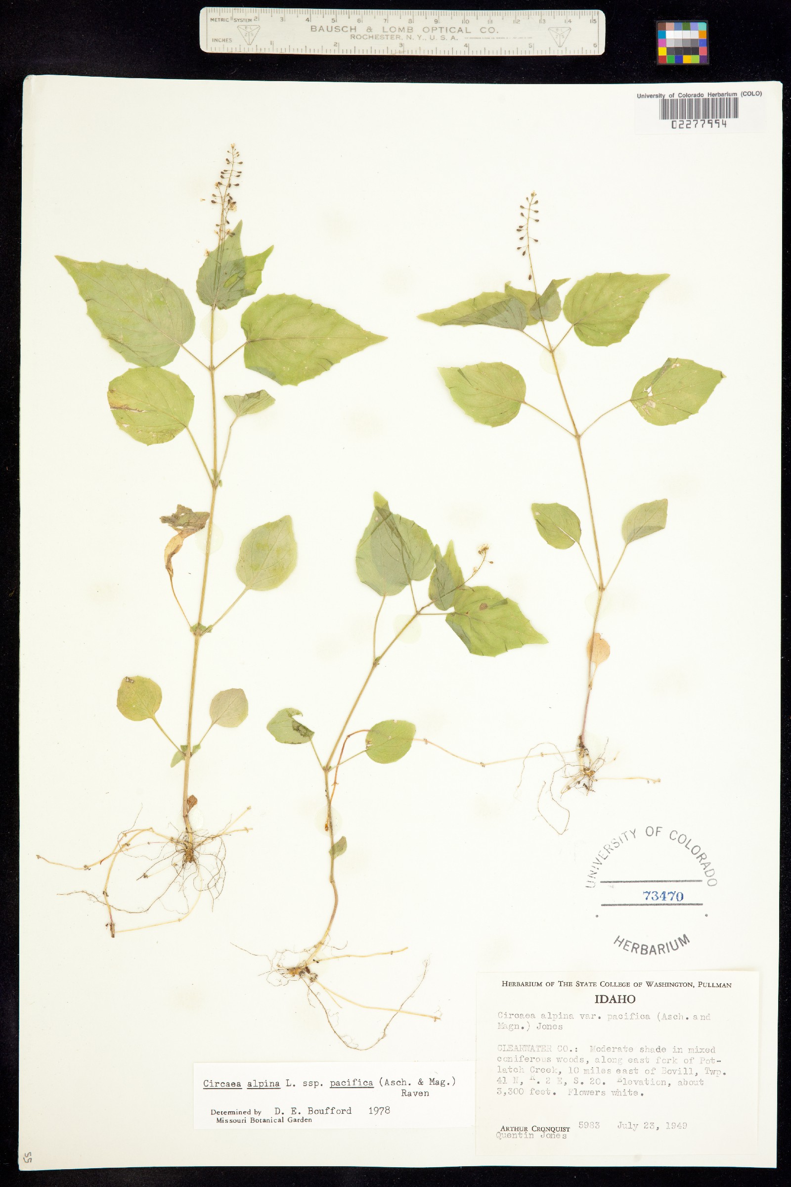 Circaea alpina image