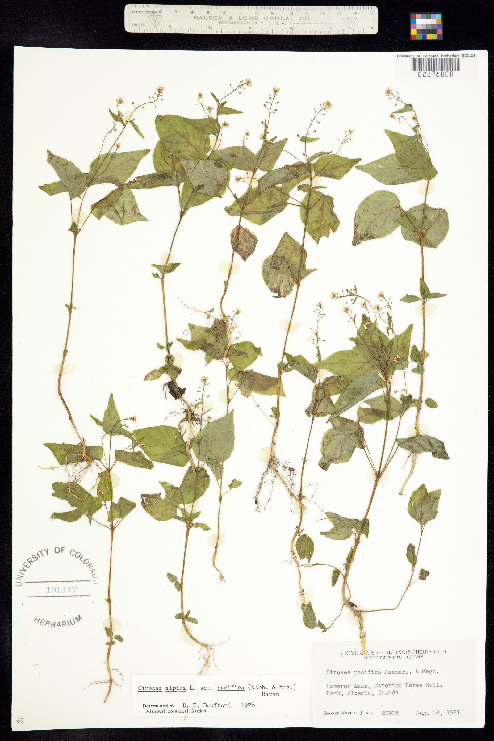 Circaea alpina image