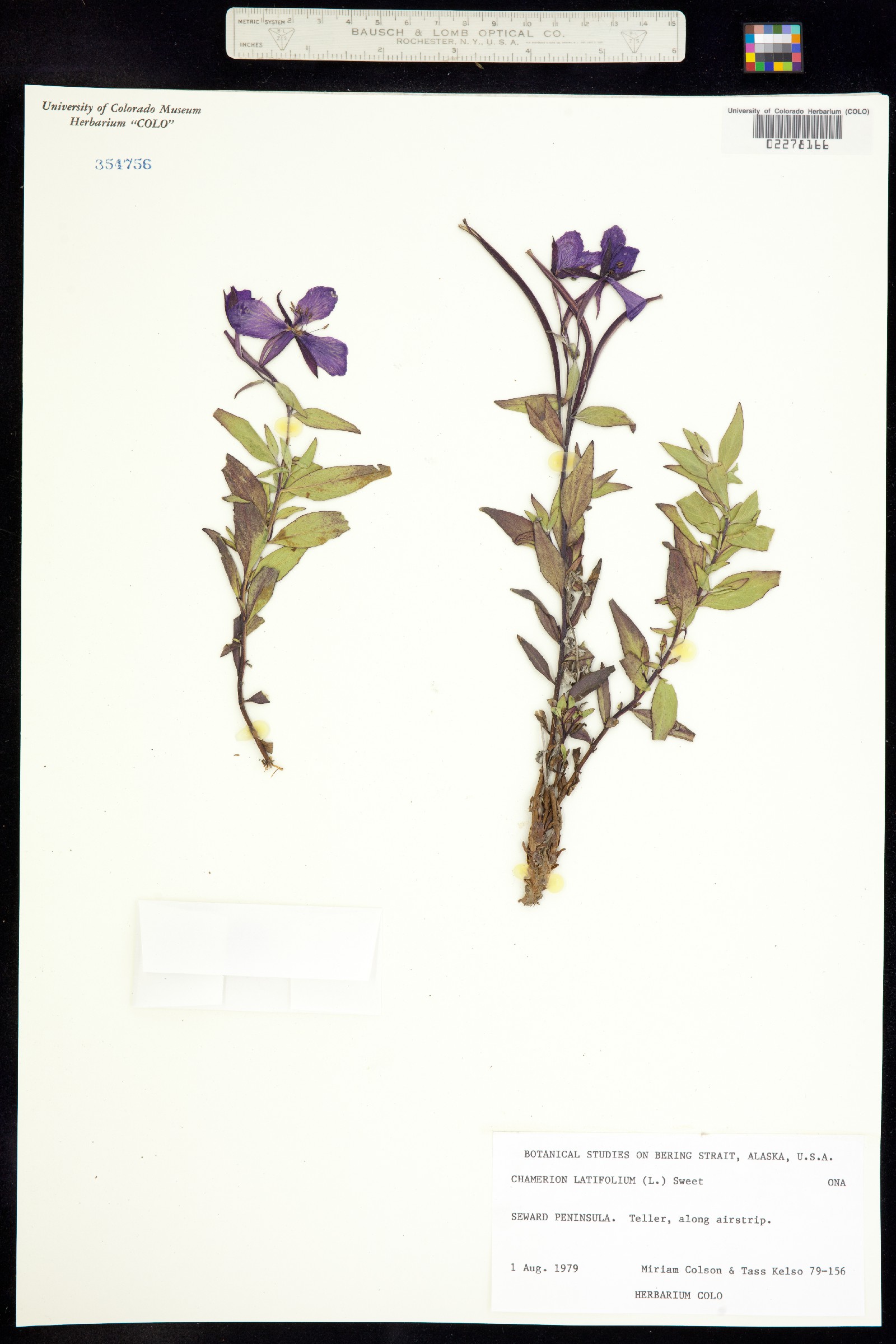 Chamerion latifolium image