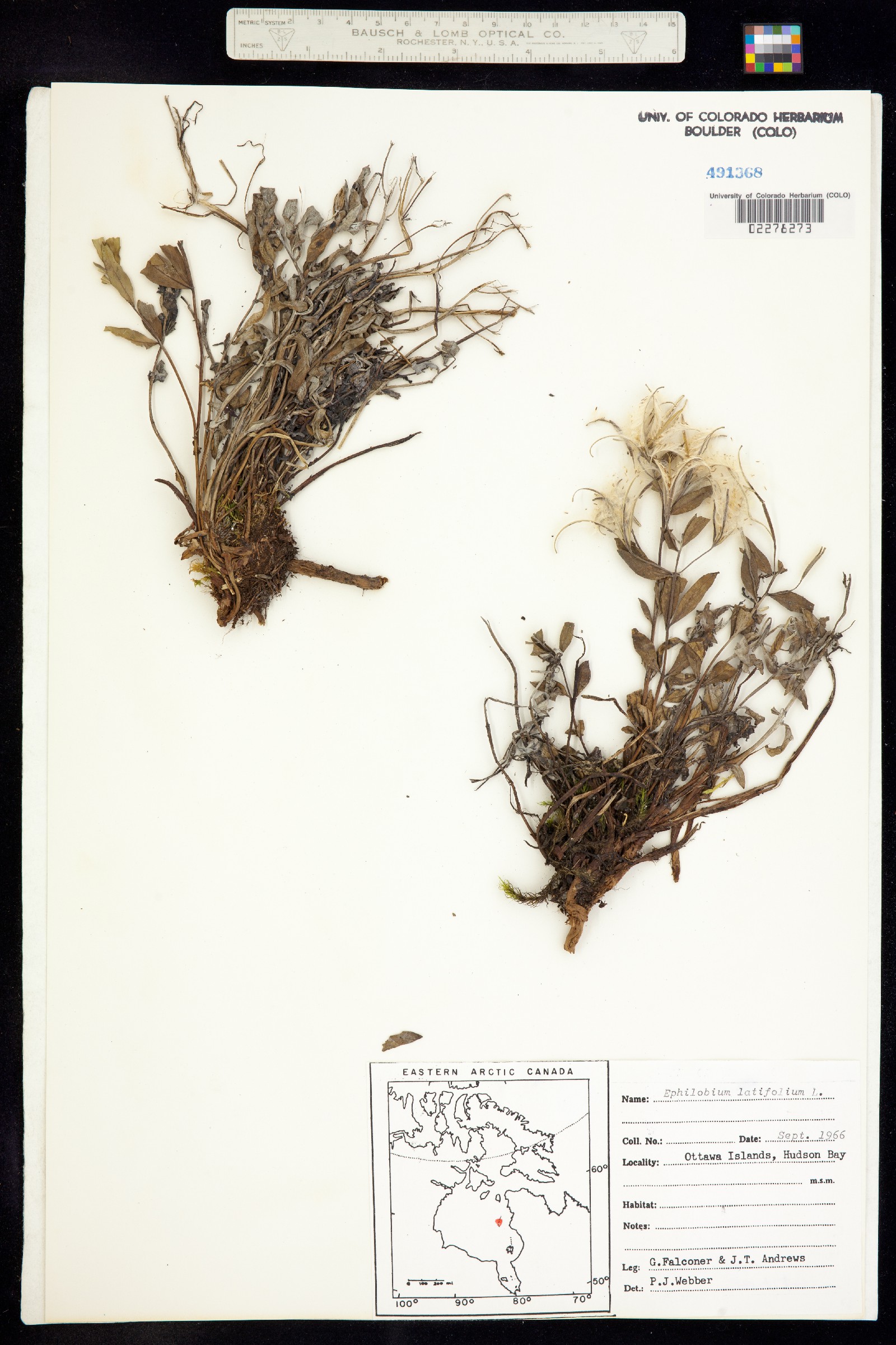 Chamerion latifolium image