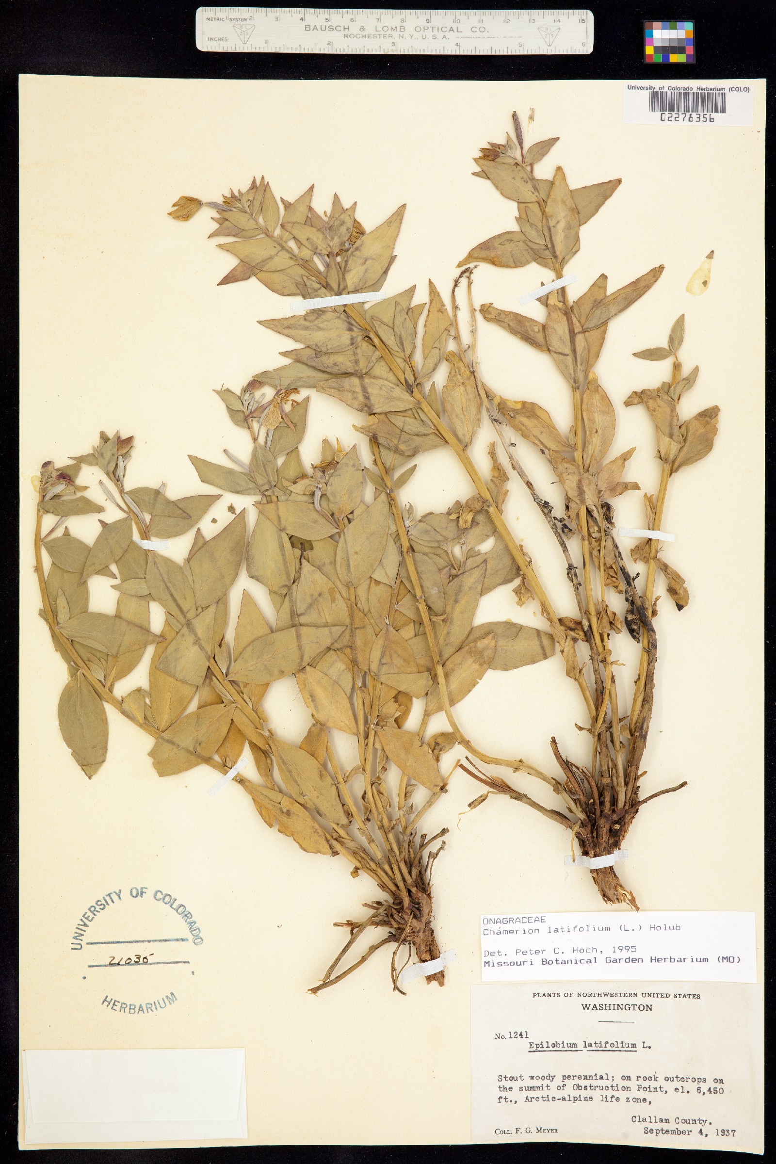 Chamerion latifolium image