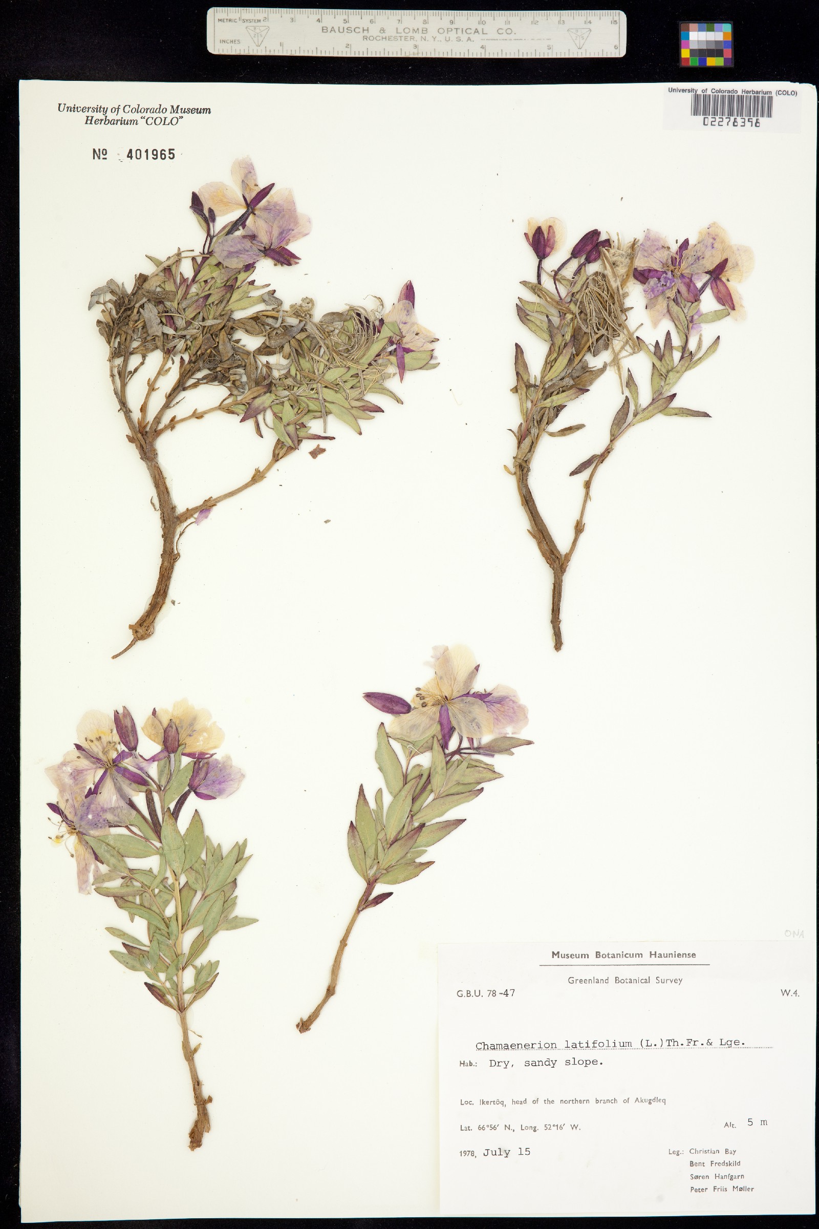 Chamerion latifolium image