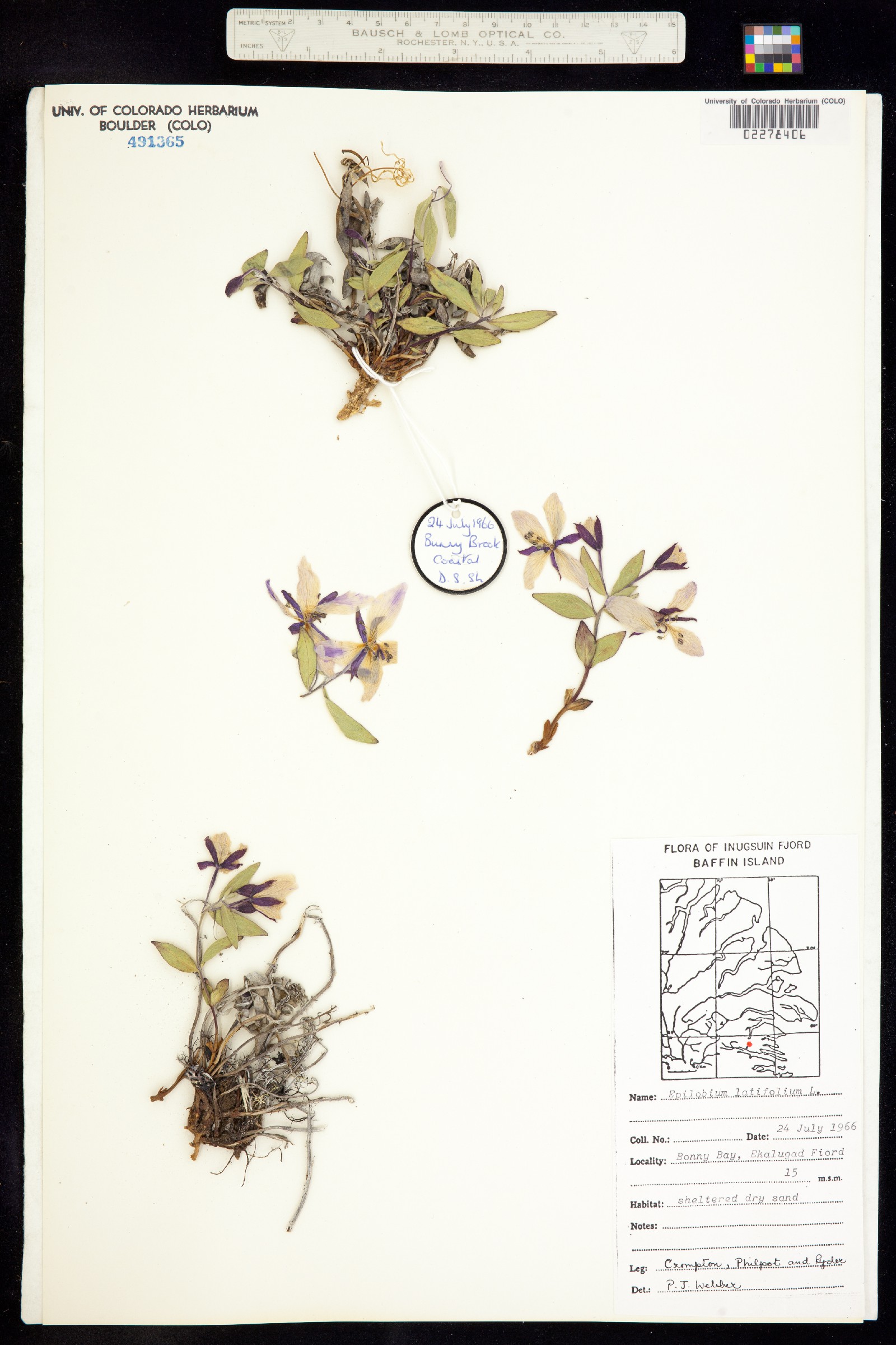 Chamerion latifolium image