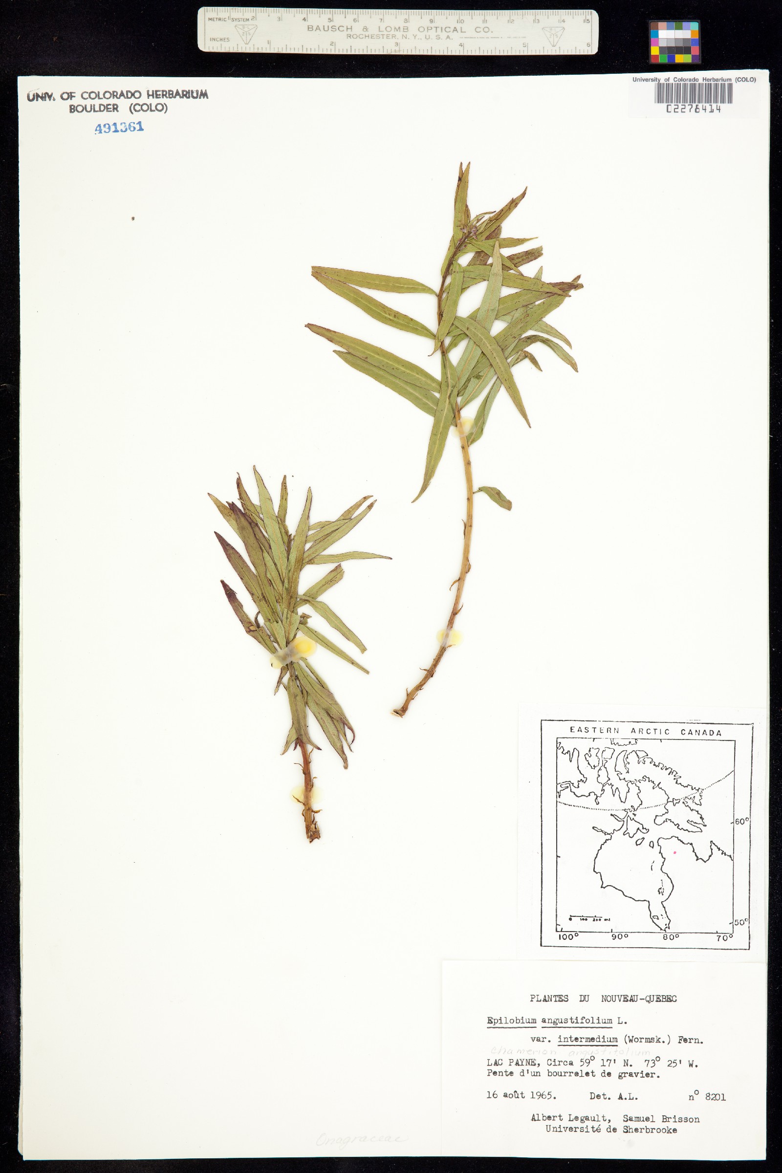 Chamerion latifolium image